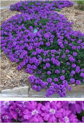 Verbena