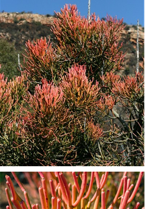 Euphorbia Firesticks
