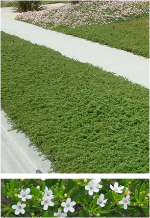 Myoporum Parvifolium