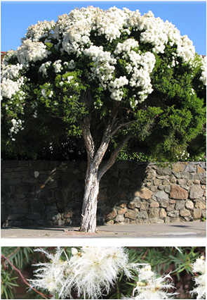 Melaleuca Linariifolia