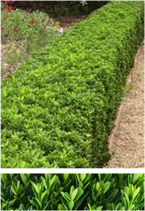 Euonymus Microphyllus