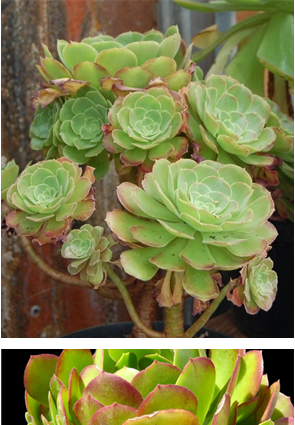 Aeonium Green Saucer