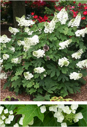 Oakleaf Hydrangea
