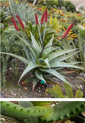 Aloe Excelsa