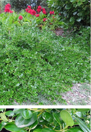 Coprosma Repens