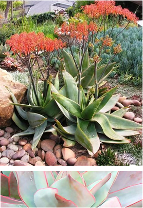 Aloe Striata