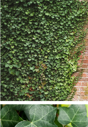 English Ivy