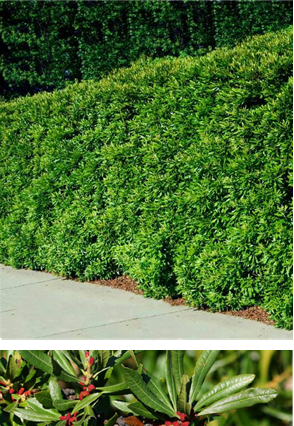 Myrica Californica Hedge