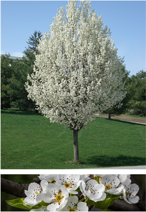 Flowering Pear Tree