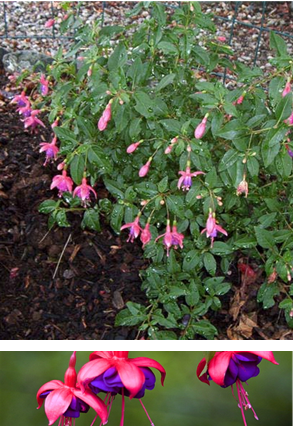 Fuchsia Hybrida