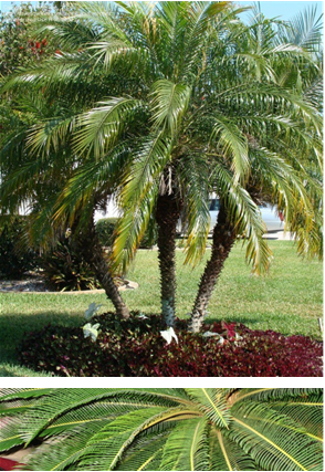Robellini Palm
