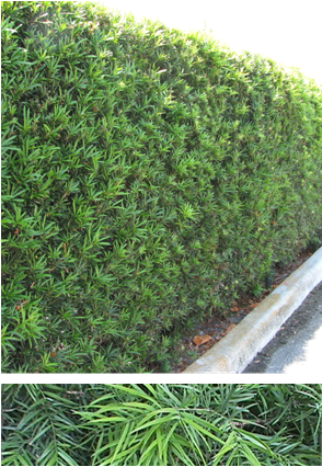 Podocarpus Gracilior
