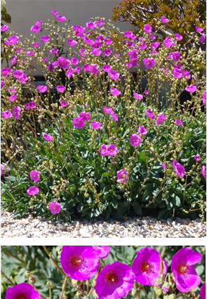 Calandrinia