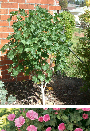 Lavatera Assurgentifolia