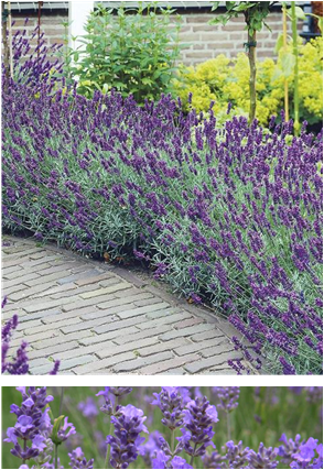 Lavandula Angustifolia