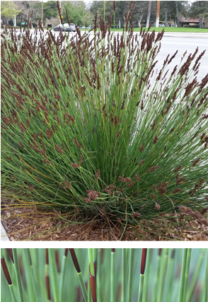 Chondropetalum