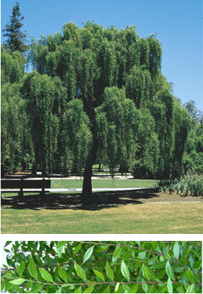 Mayten Tree