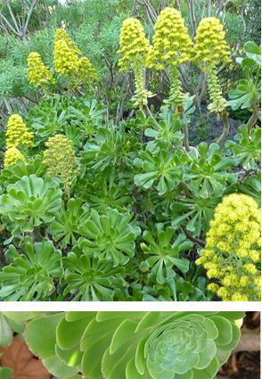 Aeonium Arboreum