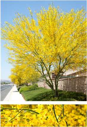 Palo Verde Tree