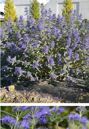 Caryopteris
