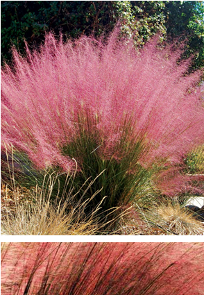 Muhlenbergia Capillaris