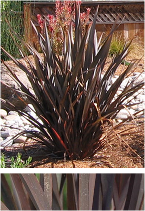 Phormium "dusky chief"