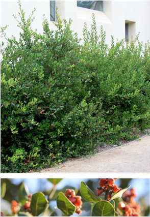 Rhus Integrifolia - Lemonade Berry