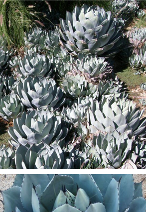 Agave Parryi