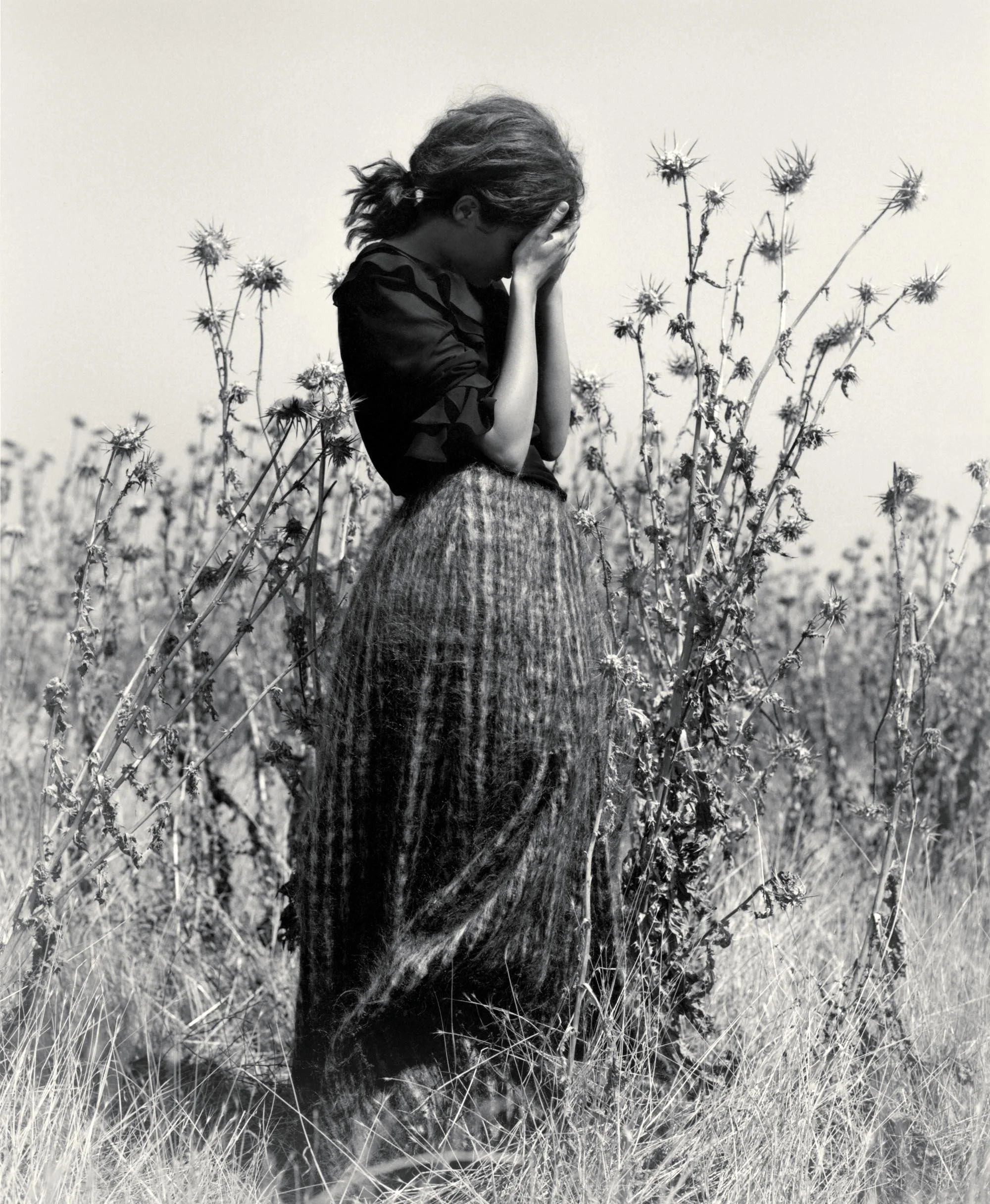thistles-aty.jpg