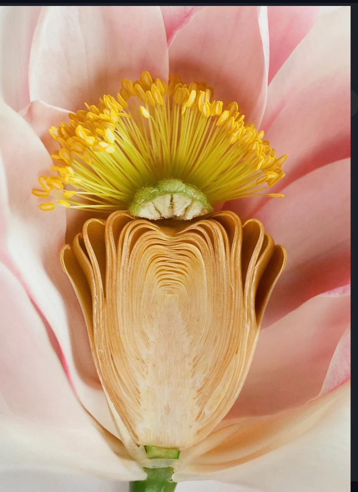 WhatsApp Image 2026-03-12 at ölö.jpeg