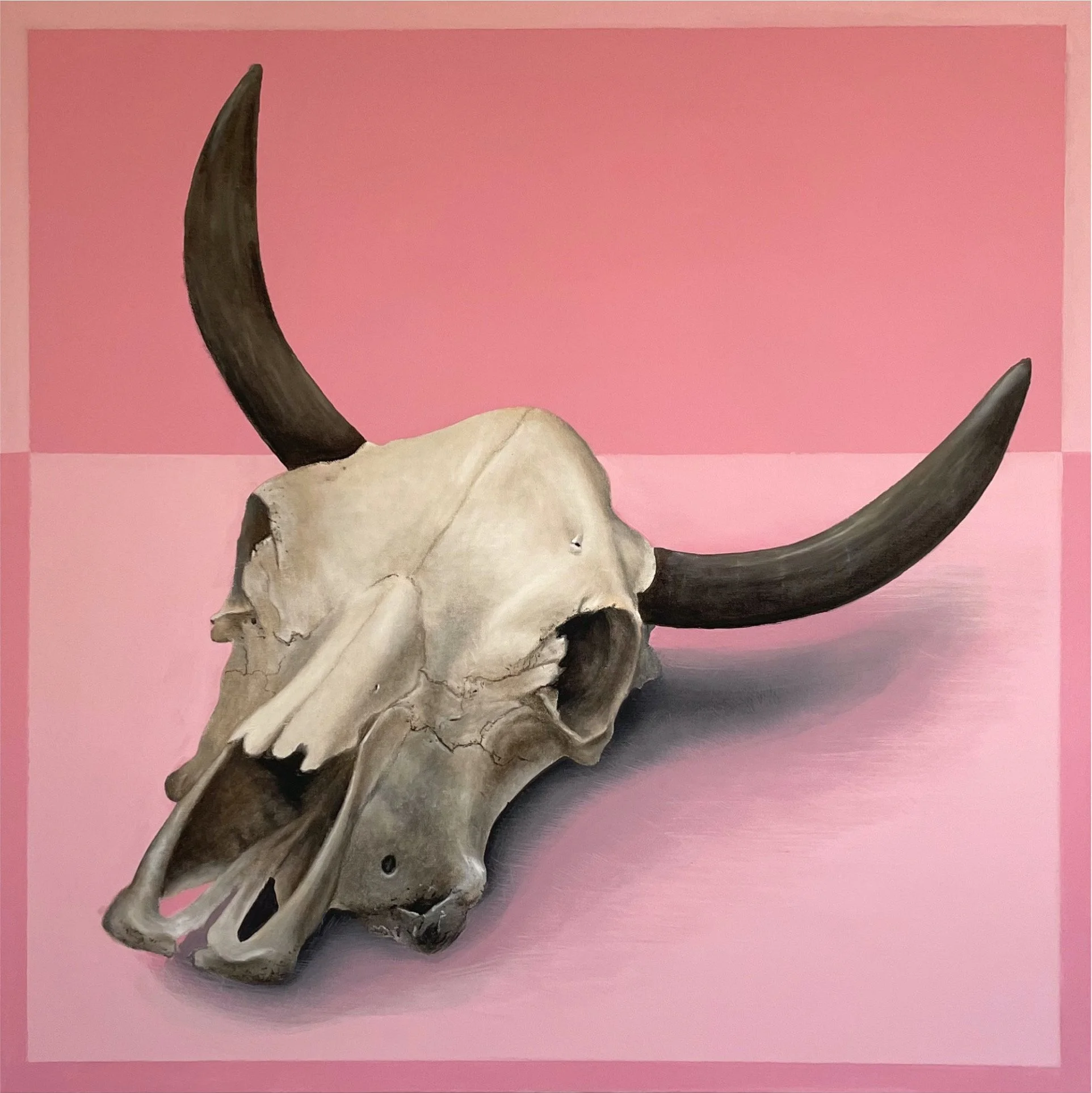 A buffalo skull with black horns displayed against a pink background.