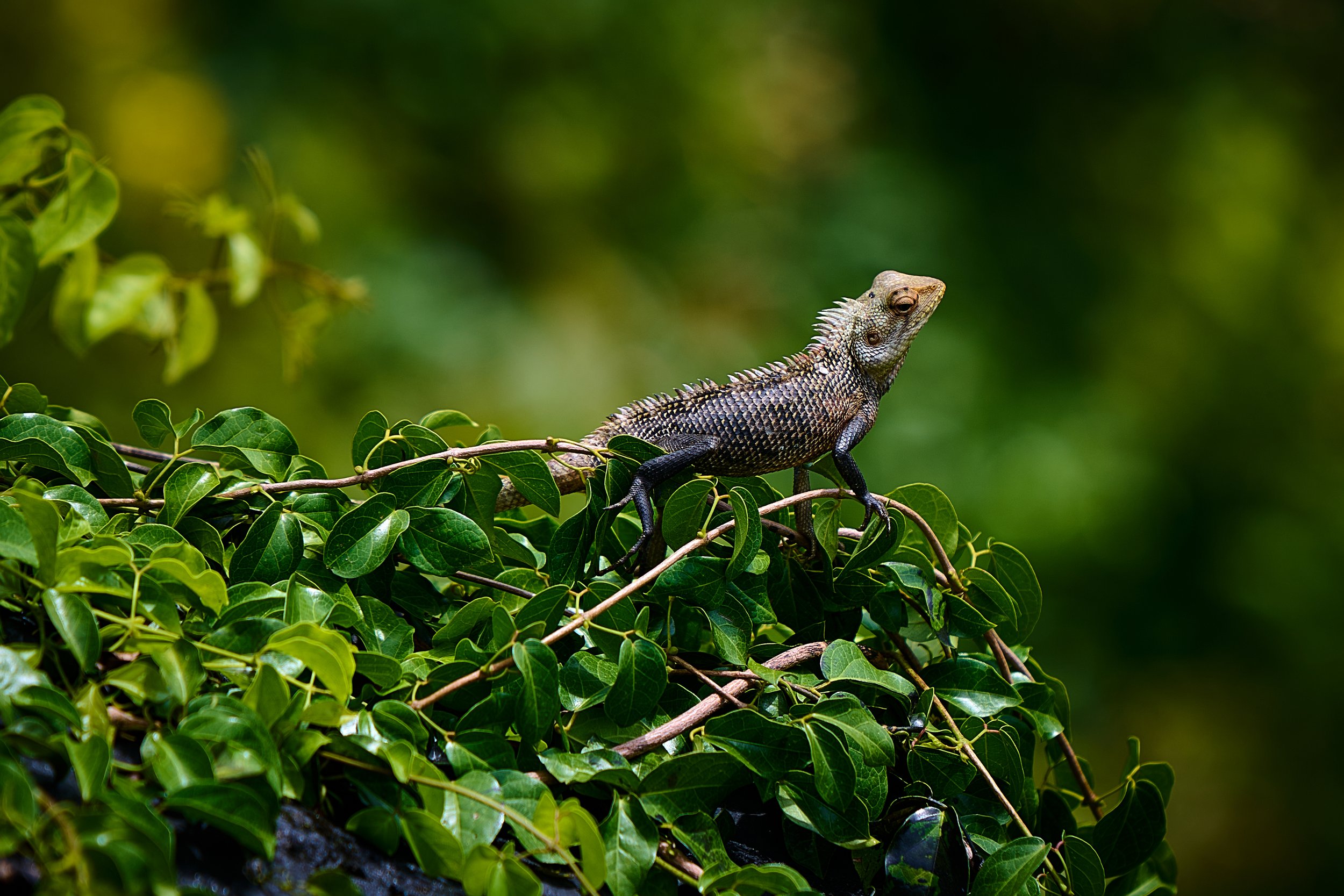 Sri Lanka 2025 441.jpg