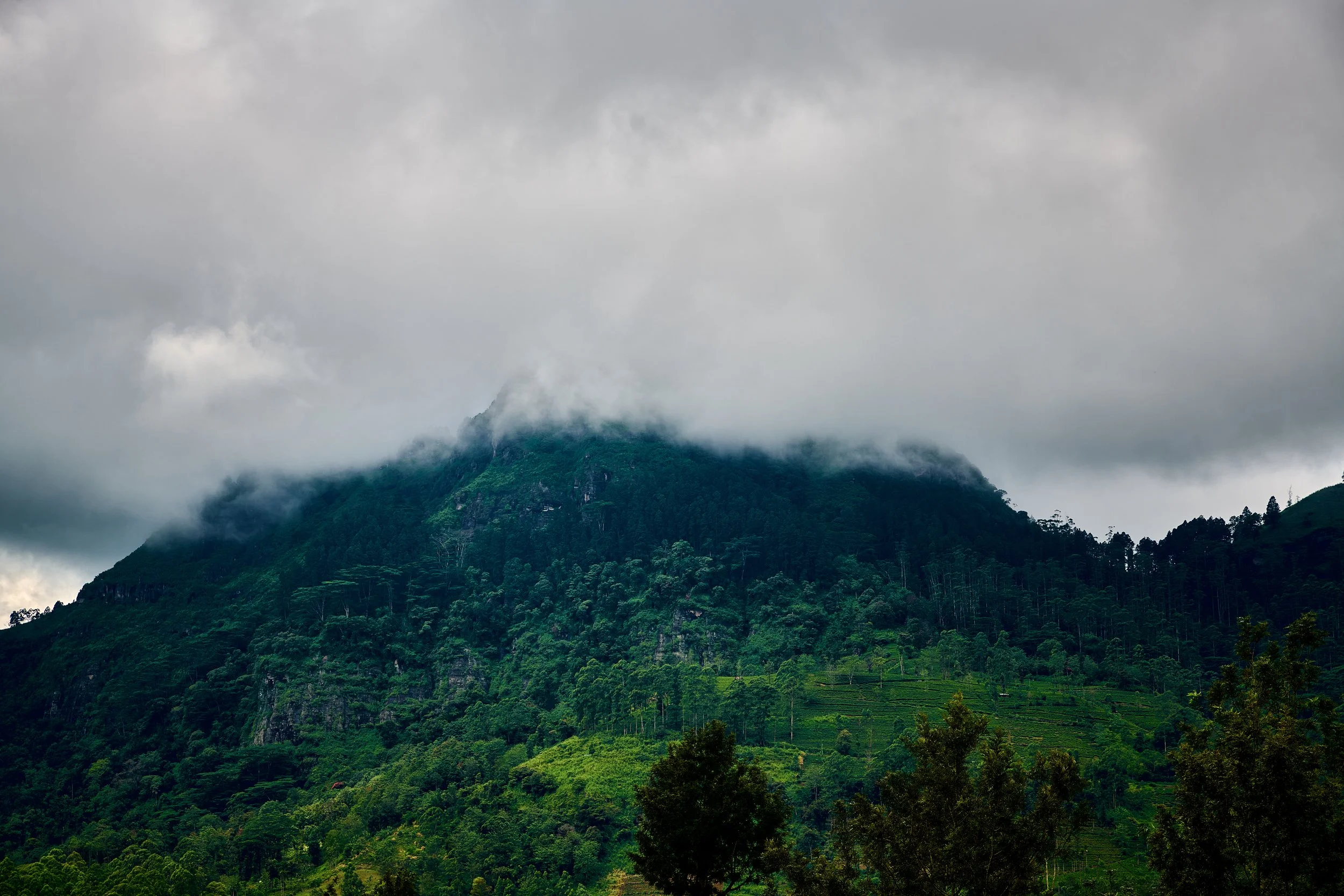 Sri Lanka 2025 312.jpg