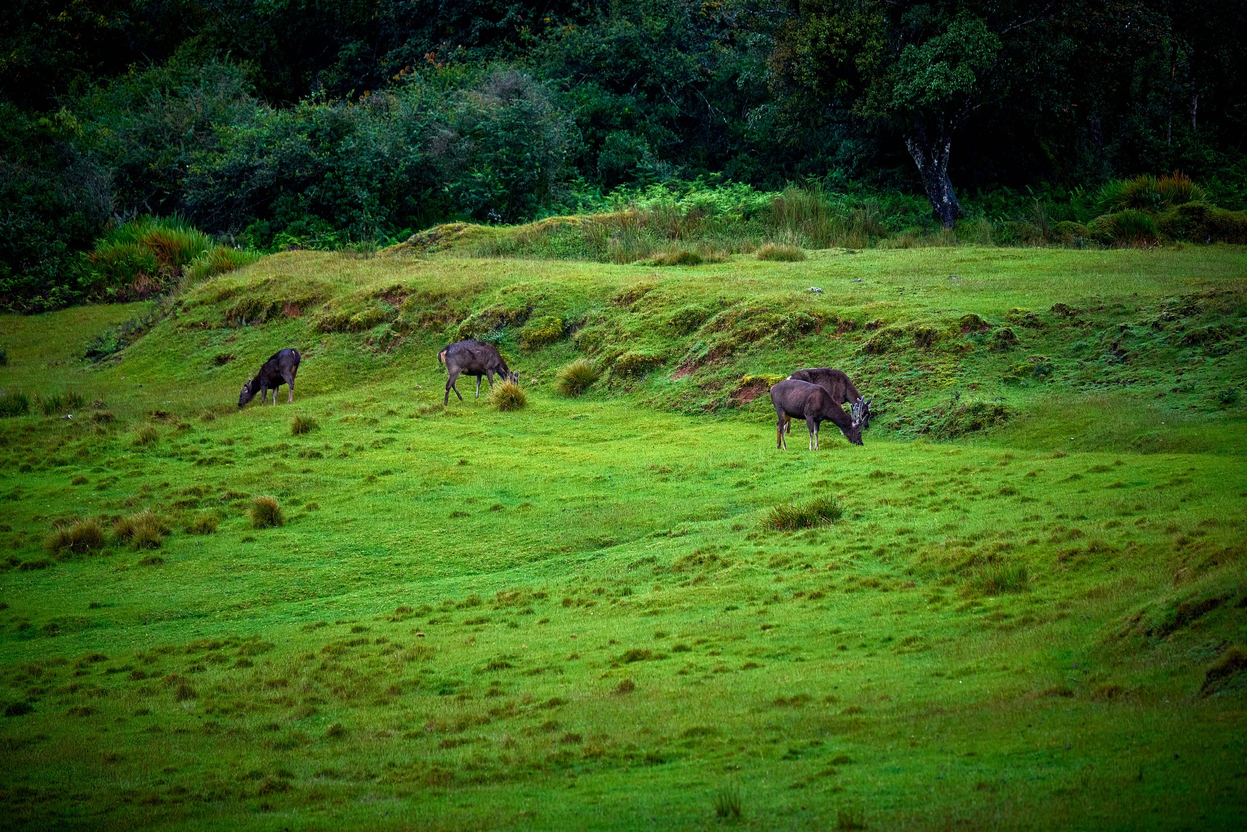 Sri Lanka 2025 340.jpg