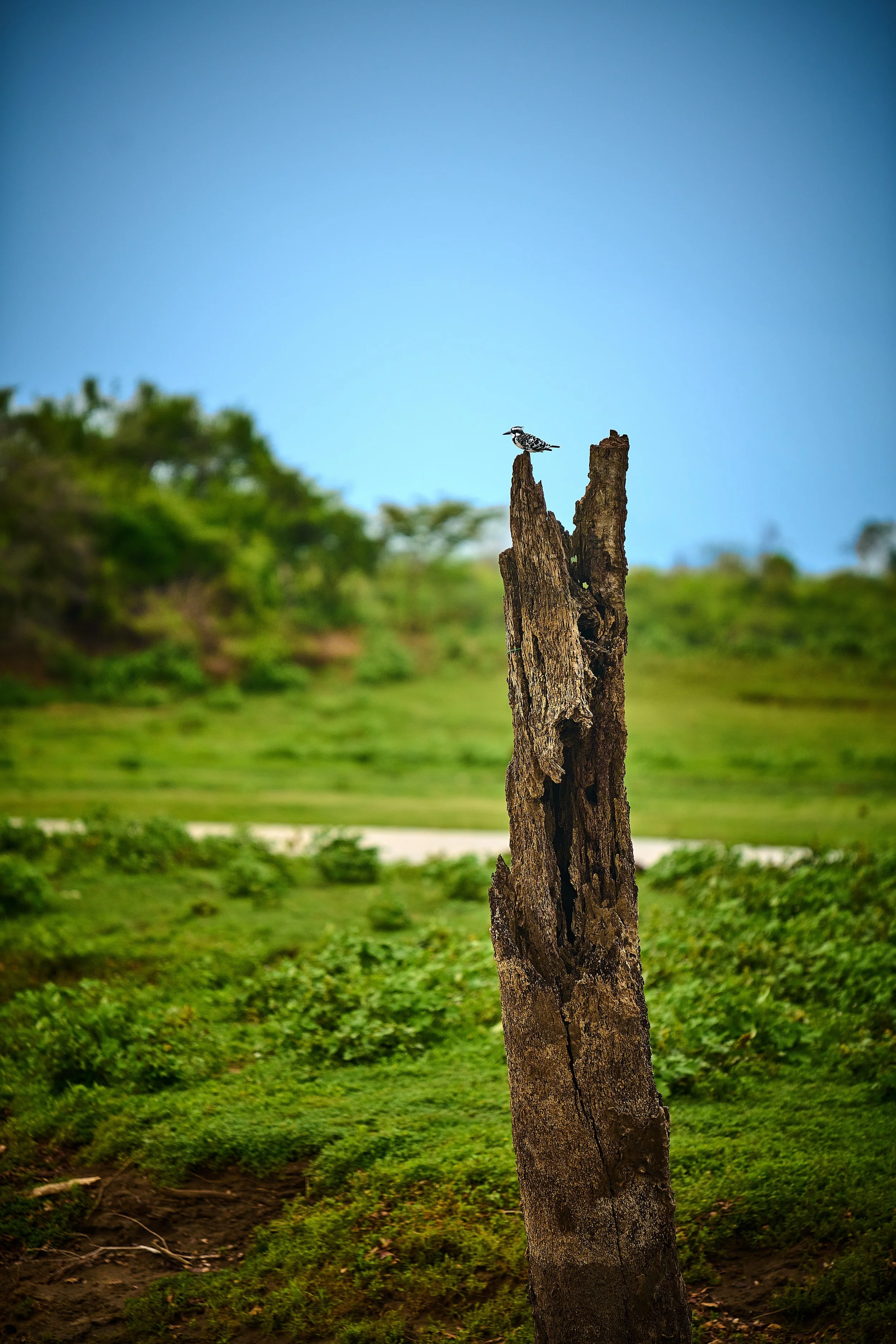 Sri Lanka 2025 525.jpg