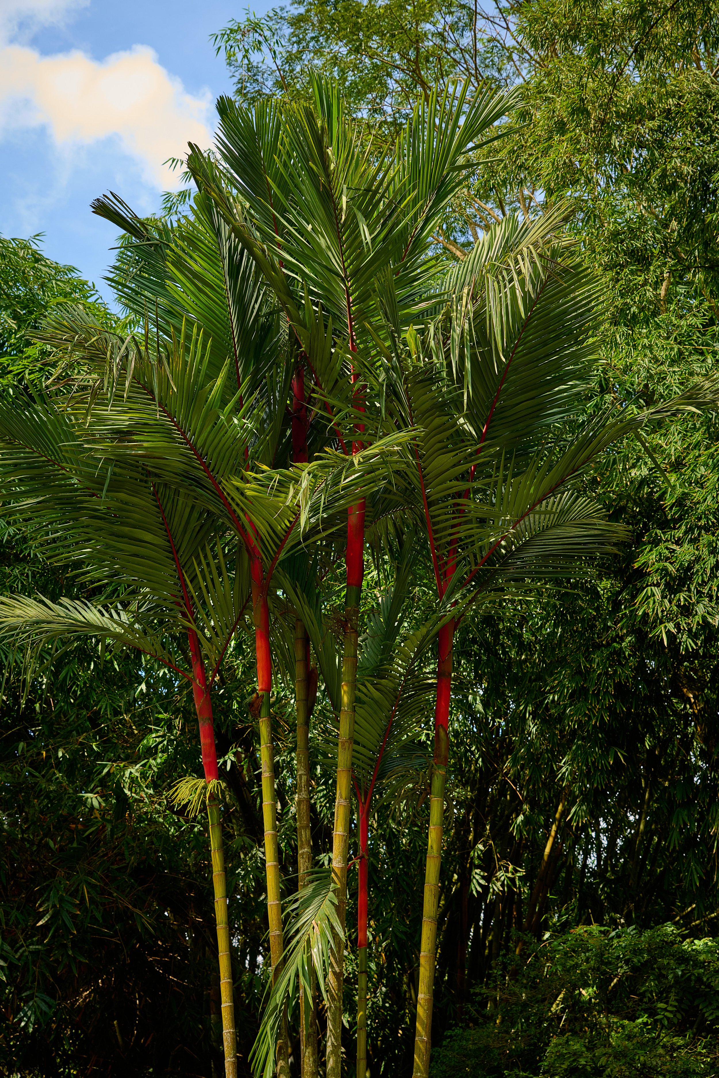 Sri Lanka 2025 271.jpg