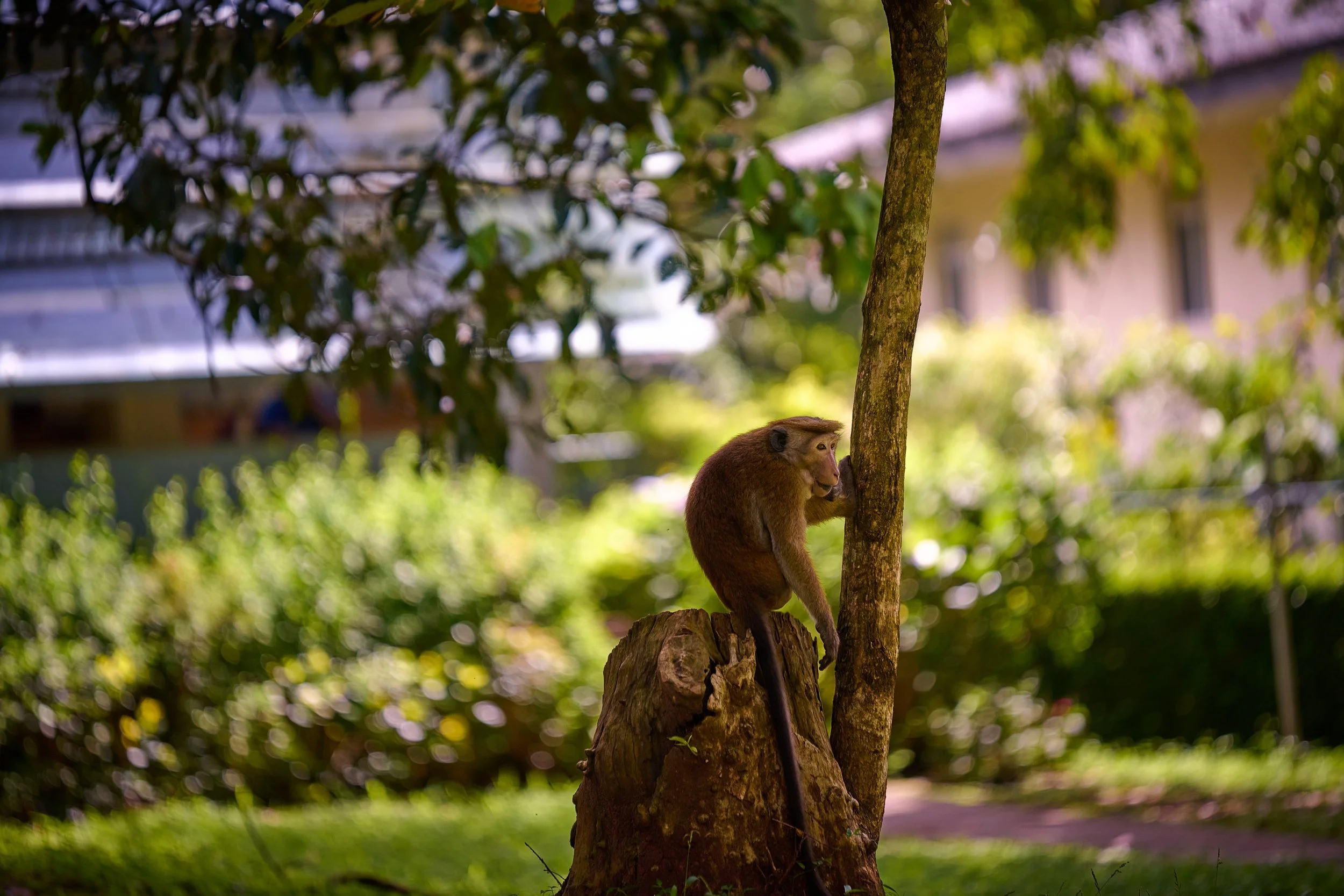 Sri Lanka 2025 291.jpg