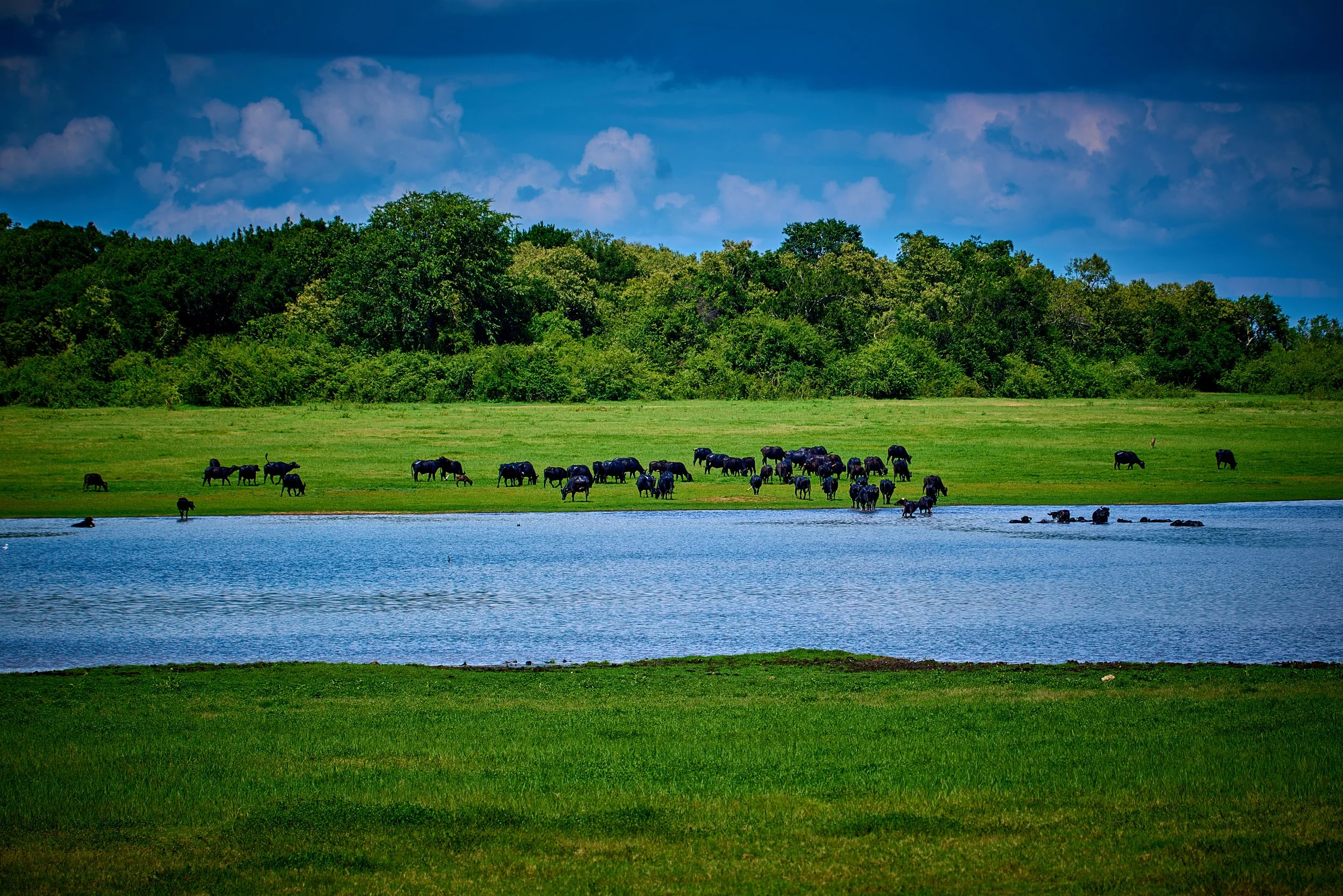 Sri Lanka 2025 124.jpg