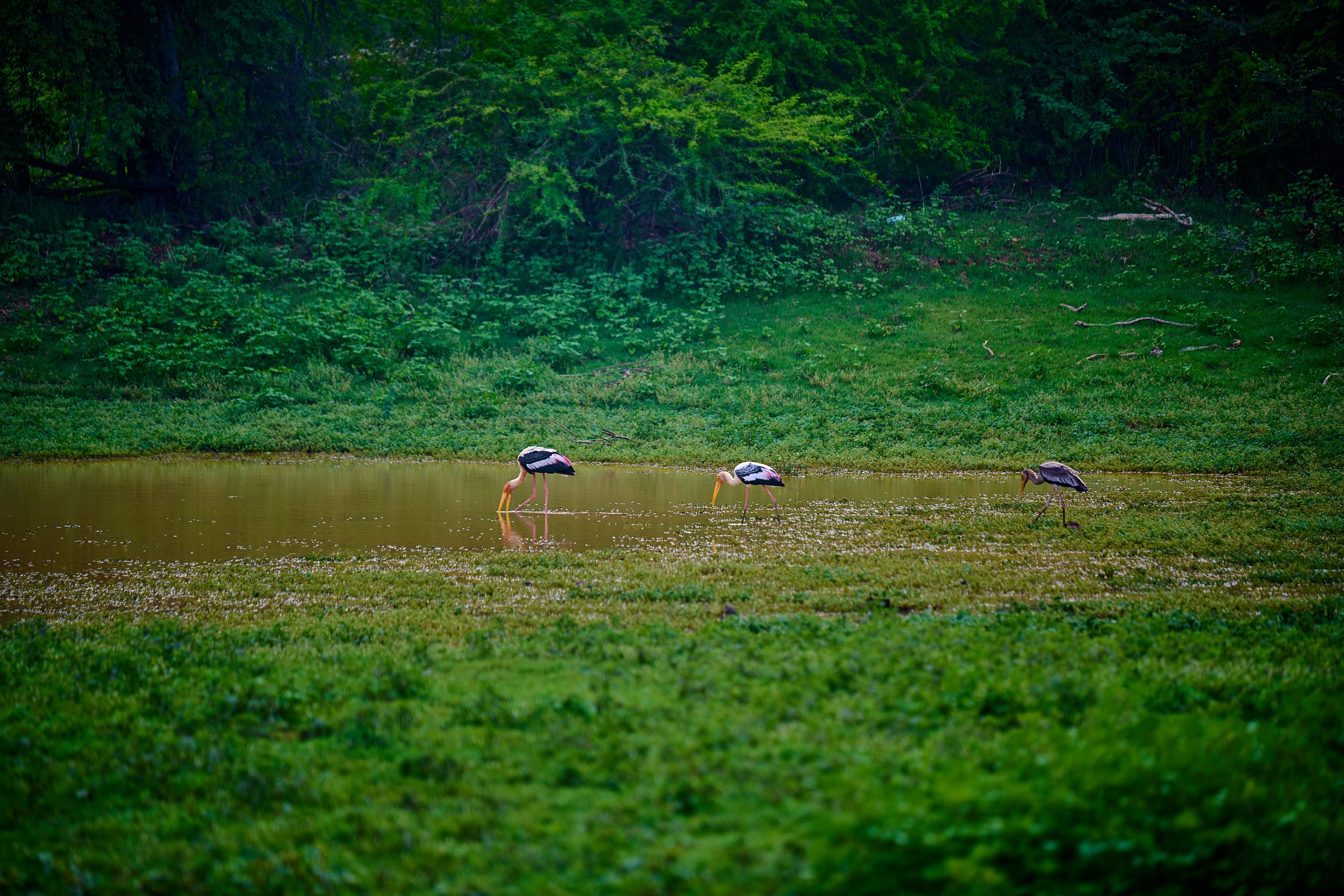 Sri Lanka 2025 514.jpg