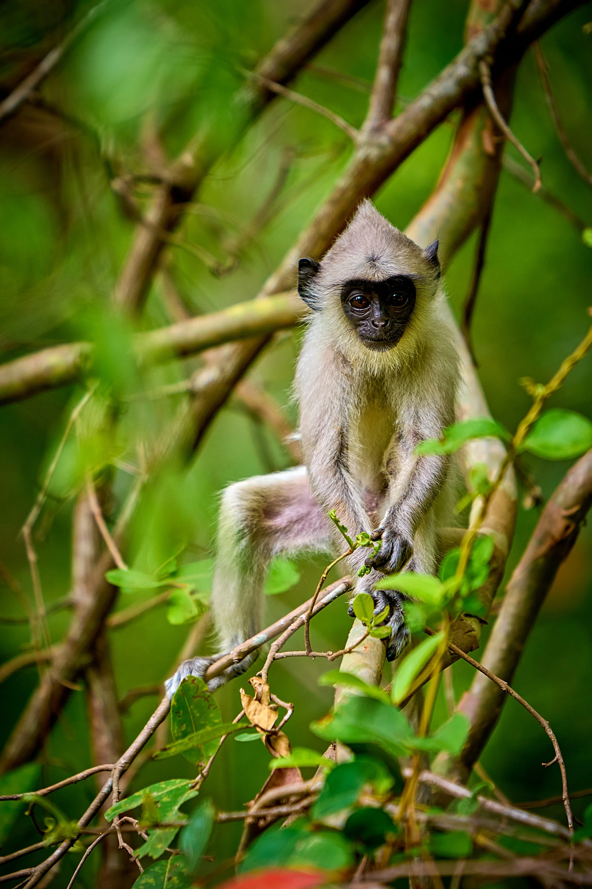 Sri Lanka 2025 190.jpg