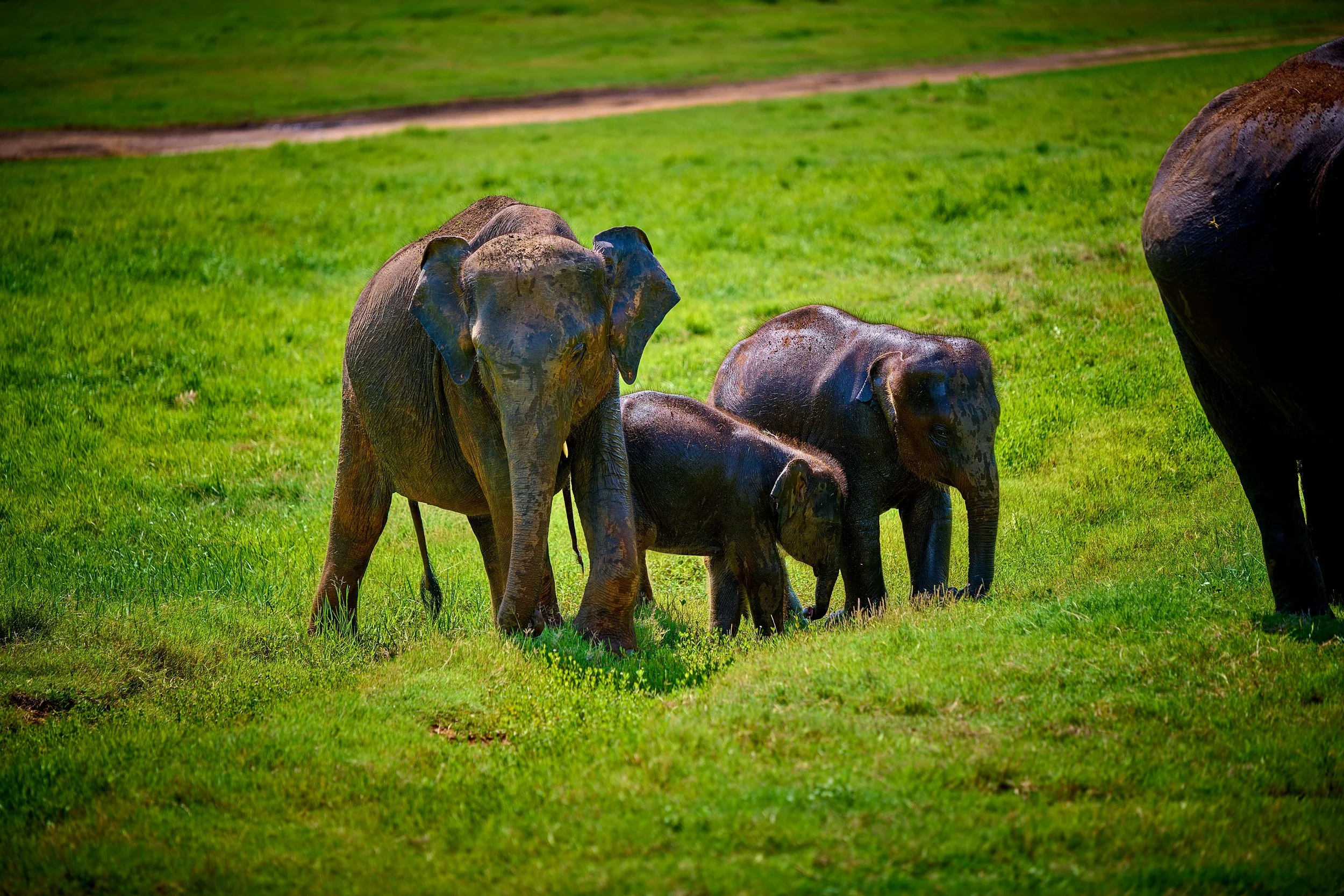 Sri Lanka 2025 143.jpg
