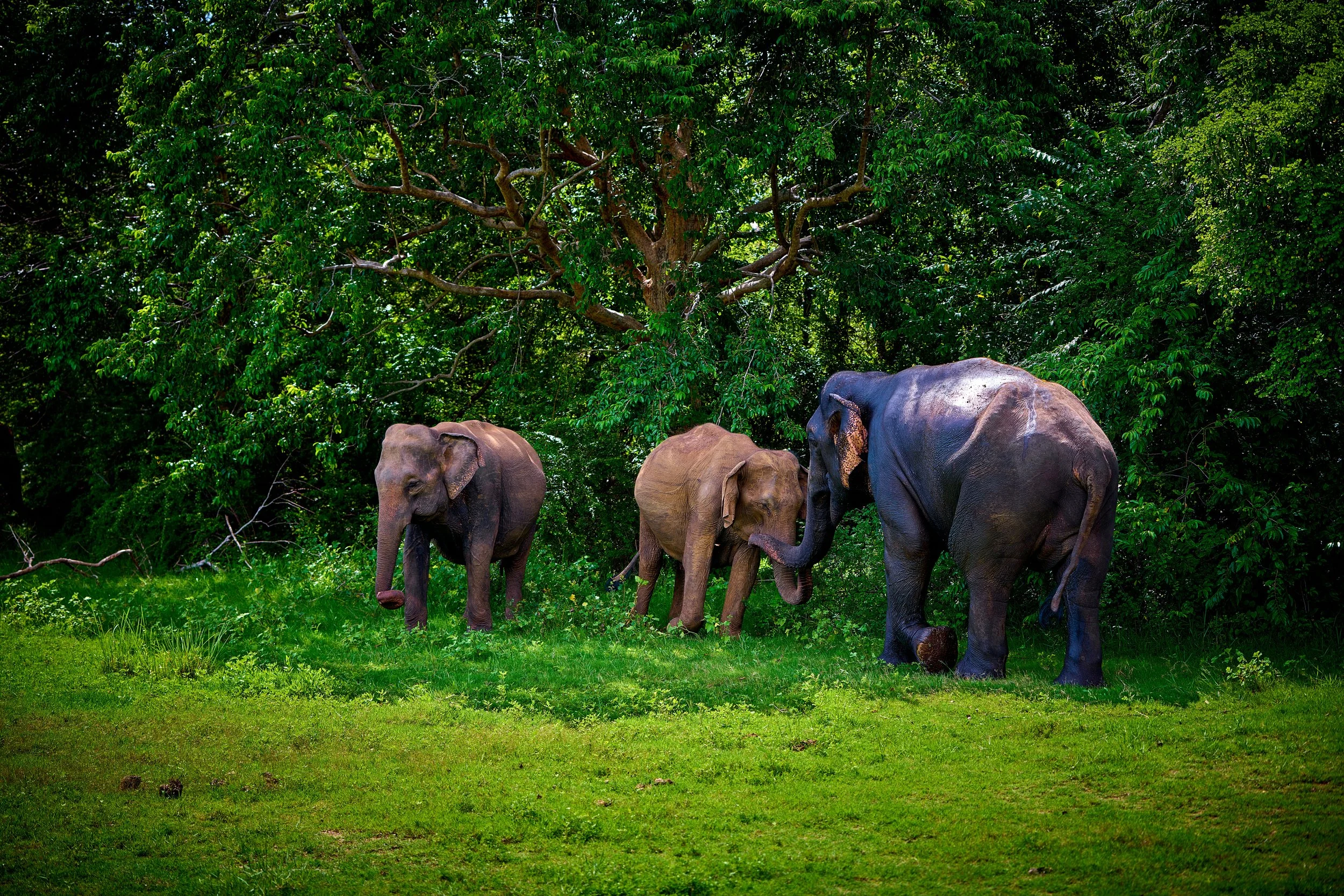 Sri Lanka 2025 165.jpg