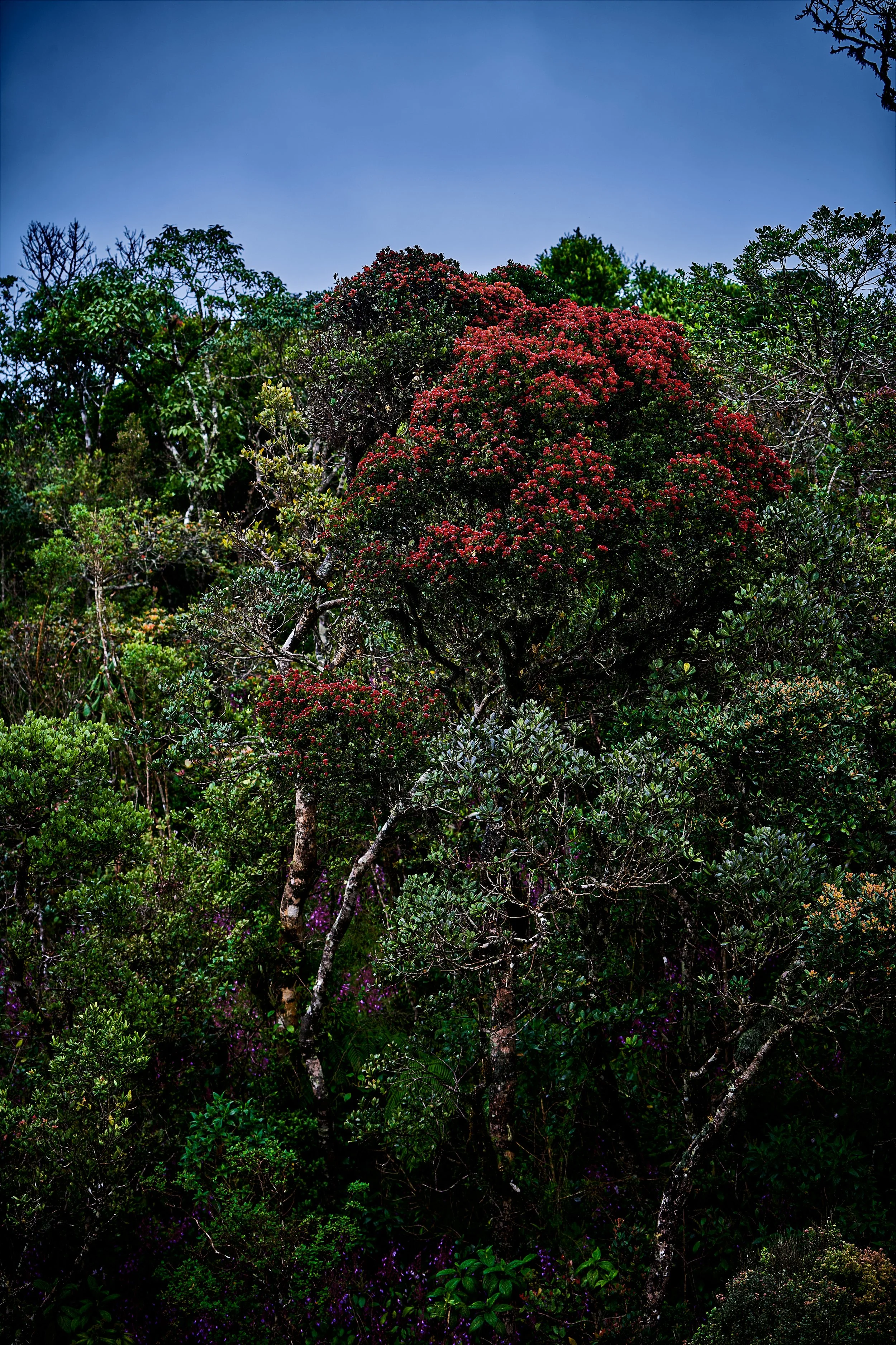Sri Lanka 2025 368.jpg