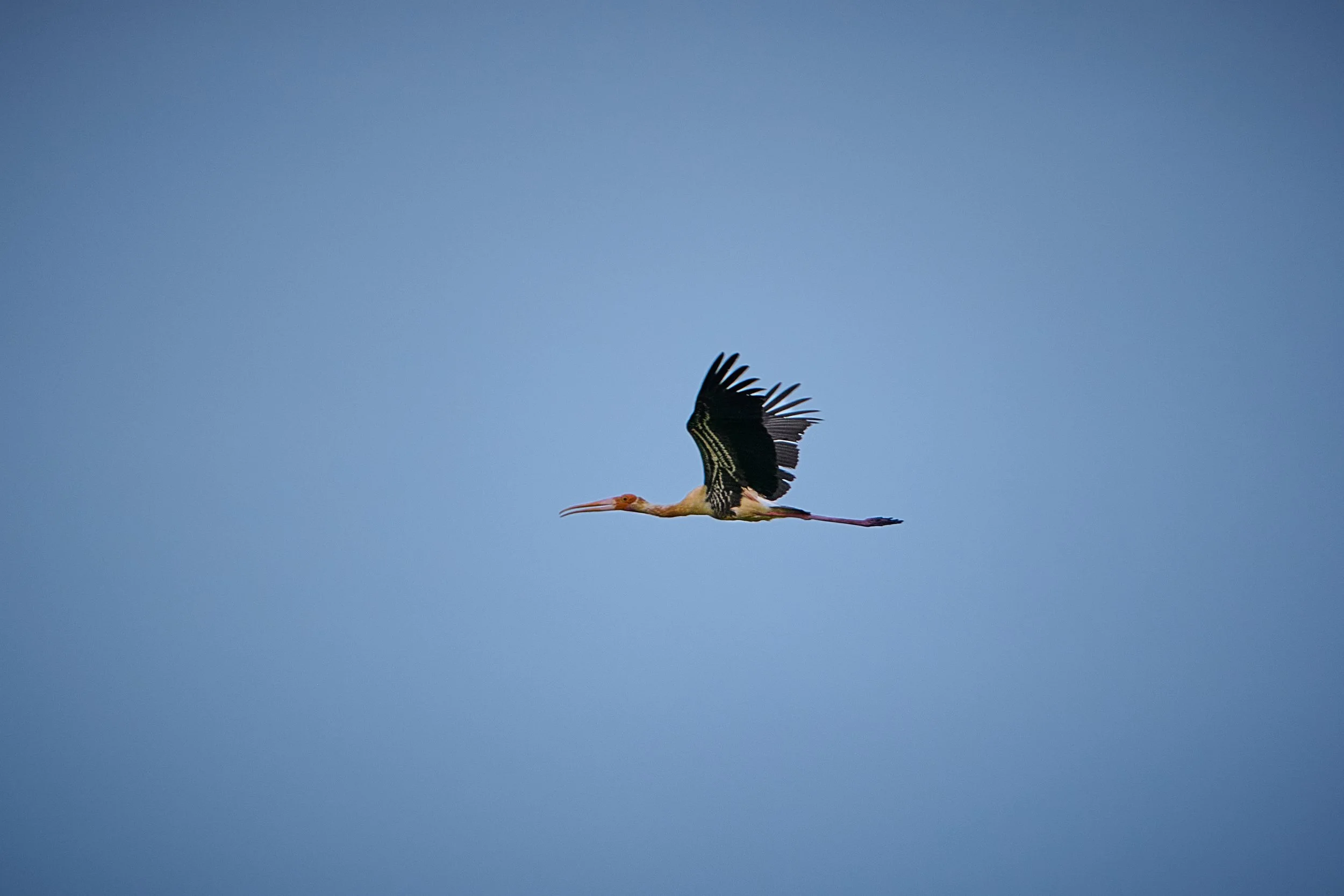 Sri Lanka 2025 528.jpg