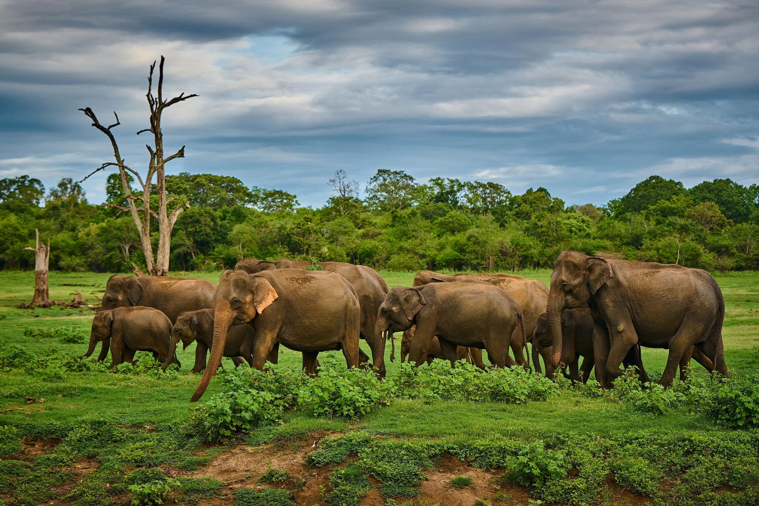 Sri Lanka 2025 508.jpg