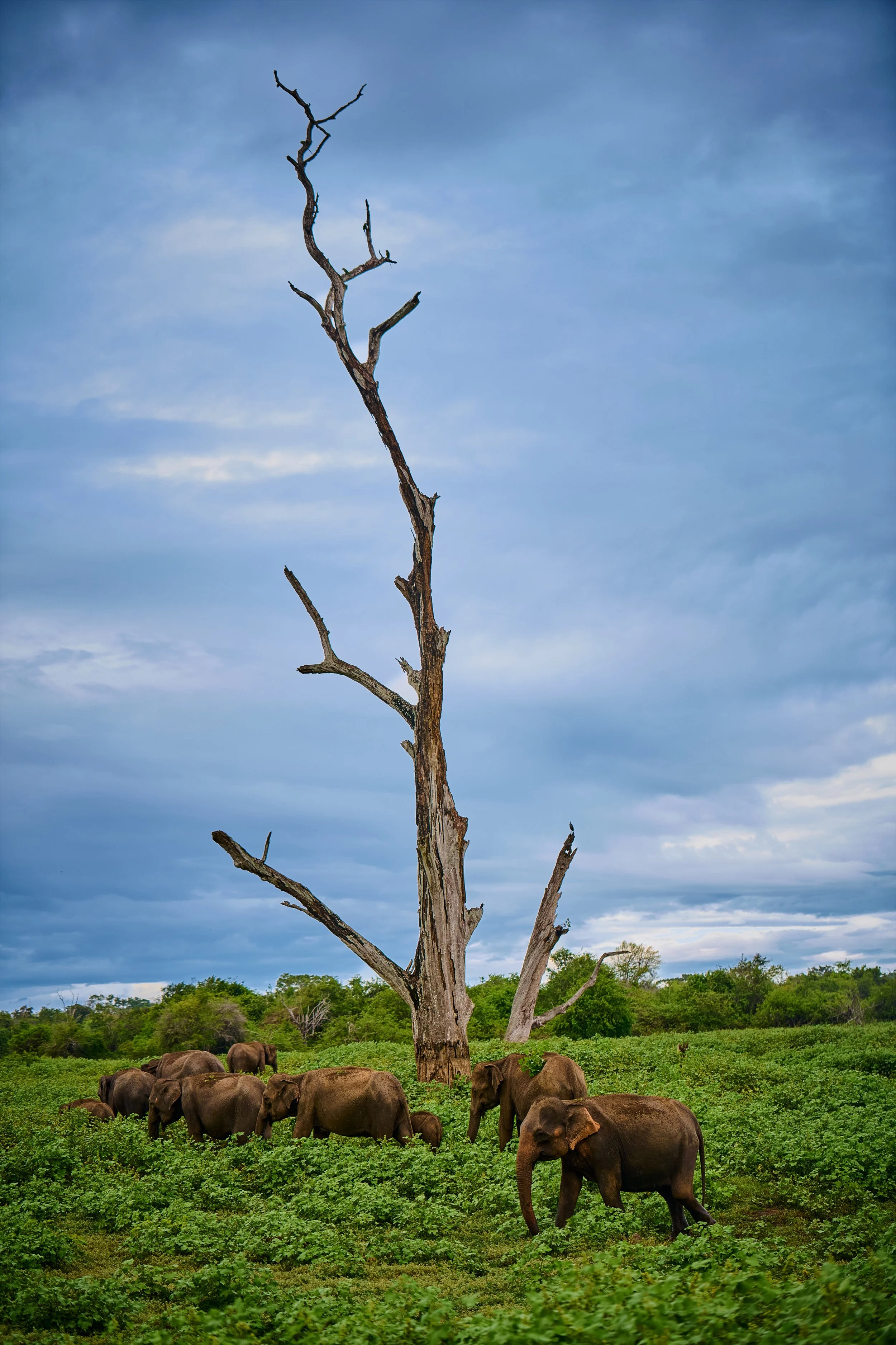 Sri Lanka 2025 543.jpg