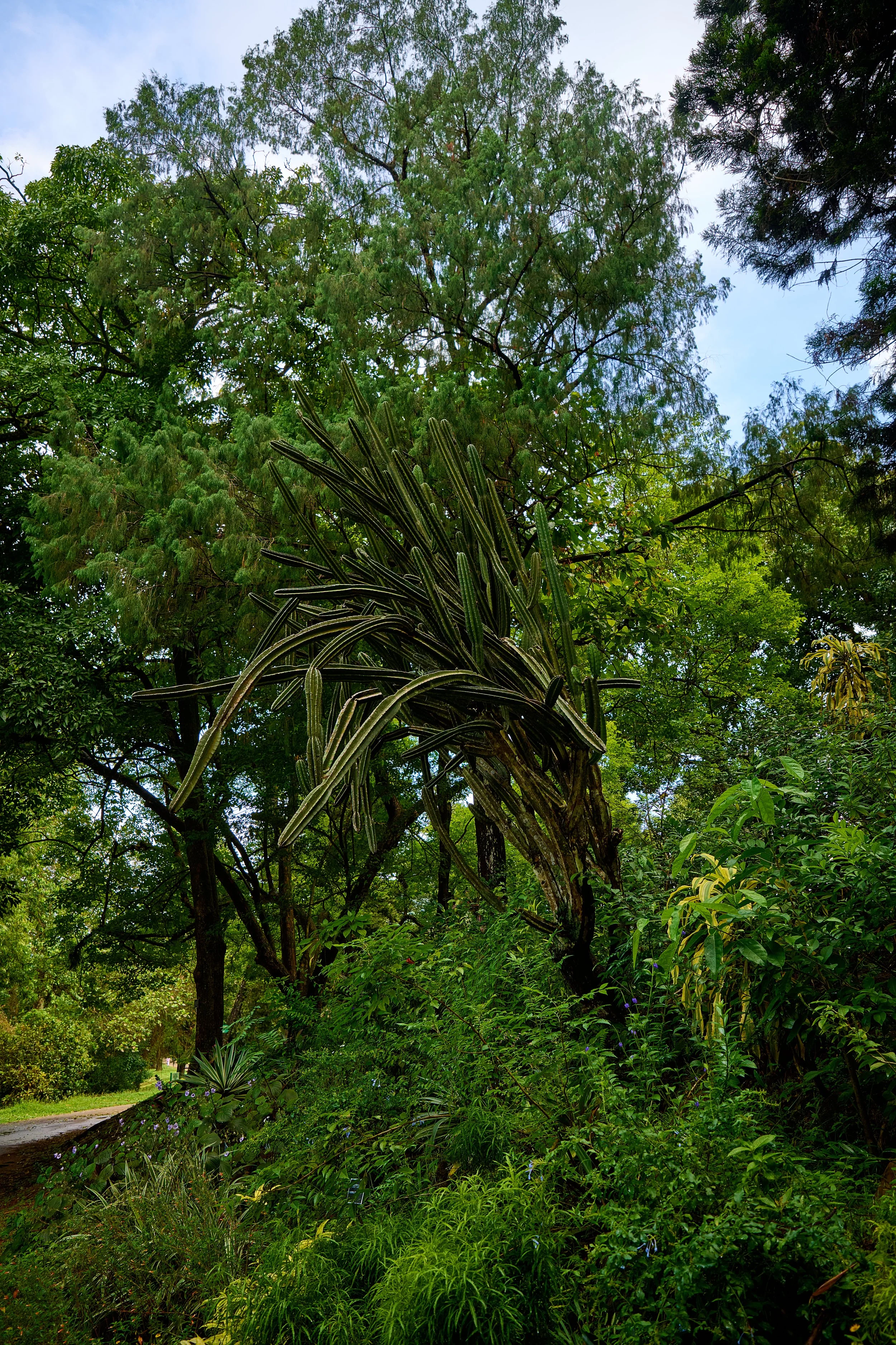 Sri Lanka 2025 276.jpg