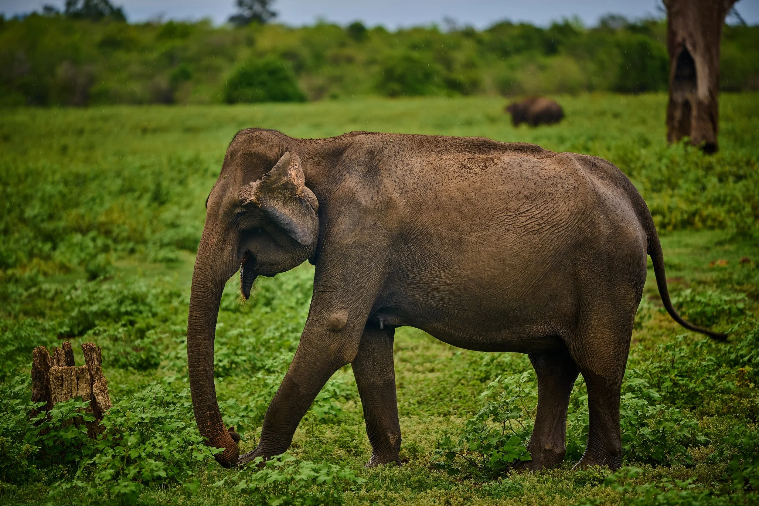 Sri Lanka 2025 542.jpg