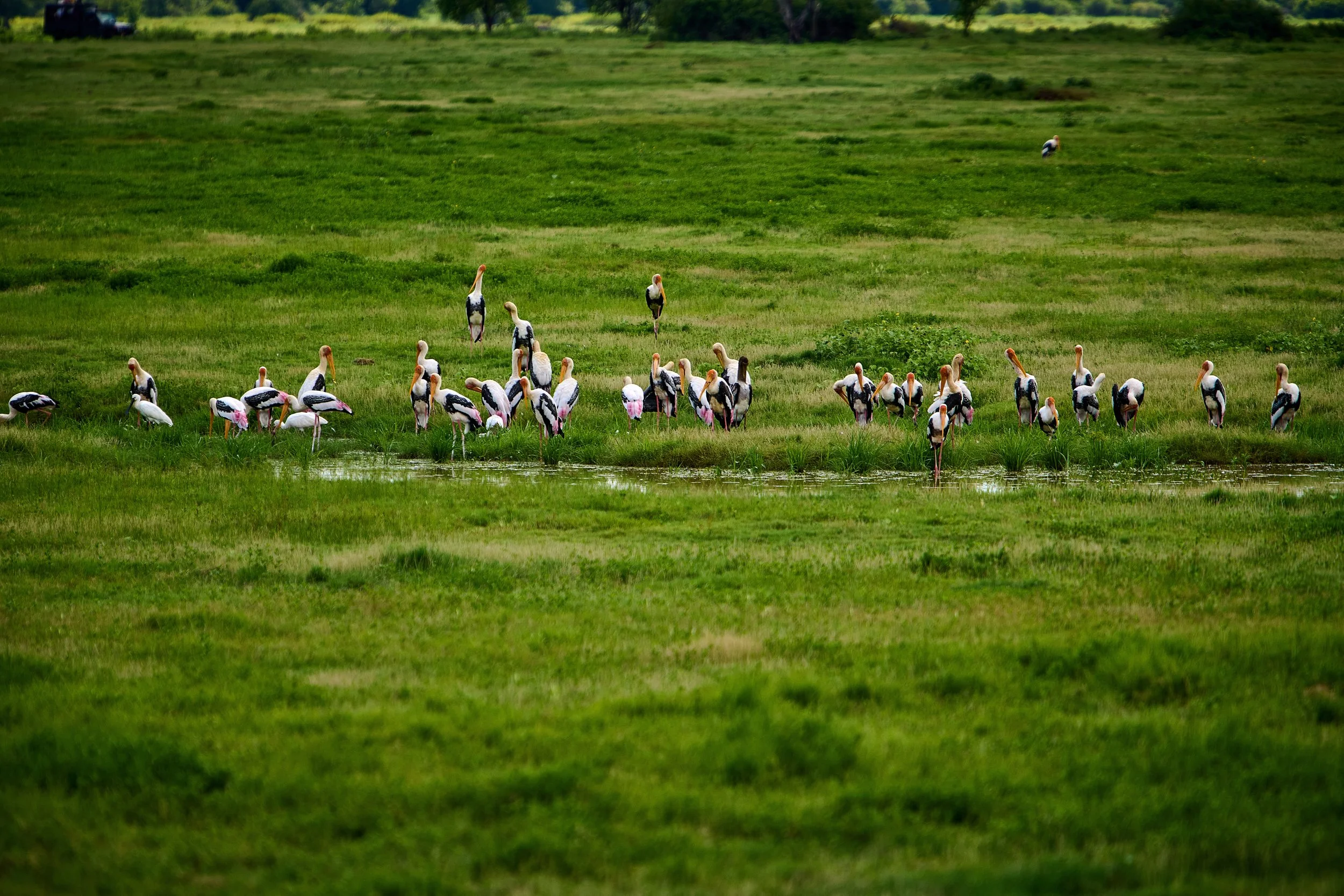 Sri Lanka 2025 083.jpg