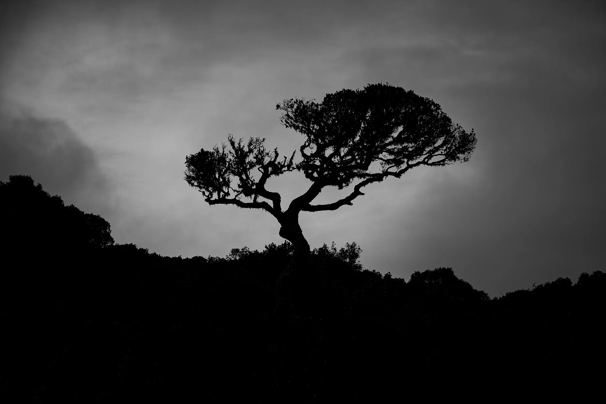 Sri Lanka 2025 367.jpg